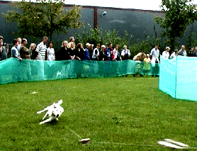 supersnelle honden in de hondenraces